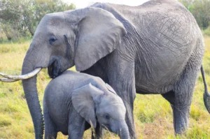 4 days masai mara camping safari